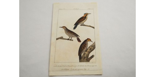 Antique original hand-colored bird etching plate 92